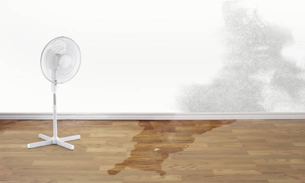 Best Carpet water damage restoration  in Solomons, MD